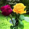 dyapbgyadqi7