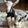 oak_royal_alpine_goats