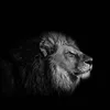 ahmad_55512