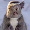 iamafatsquirrel.1