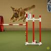 retrievegoldagility