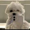 pao_bxx