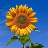 sunflower__1246