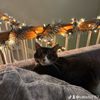 catlady2157