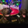 the_choco_lab_sisters