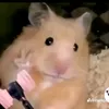 thicailonnn
