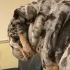 oscar_theenglishbully