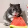 piagabum