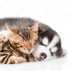 kittens_puppies_are_cute