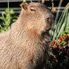 reifeswasserschwein