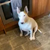 bubblehead104