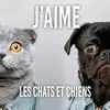 jaimeleschatsetchiens