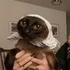 memestareu