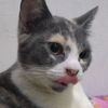 momynya.anabul
