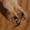 camel_toe_hunter