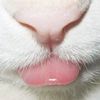 anijjk1