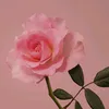 rachnee_pinich