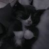 katnip_black
