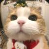 kirann_11411