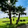 hanhvau_