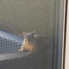 squirrelfriends_of_la