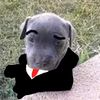 tonnypipipi