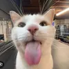 silliest0fguys