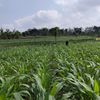 bleduk_jagung