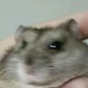 imjusthamster