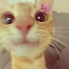 nnioojv
