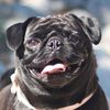 Rumi The Pug 🐾