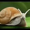 cryogenicsnail