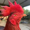phucthui82