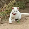 Tèo nè