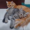 yunas_ekafahni
