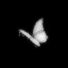 butterfly19_