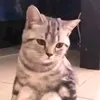 phamxd_04