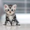 i_like__kittens