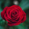 haticeaktas678