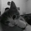 me.l_m1