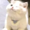 thichcoihoathinhhihi