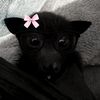 kitty_lps4