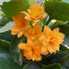 tanusha__888