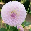 sanjidaakter5415