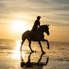 tess_equestrian_