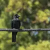 birdsarentbirds