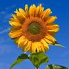 sunflowers_403