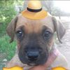 spider_perro