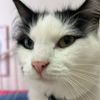 catsb4kat