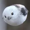 imaborb